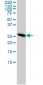 PSMA7 Antibody (monoclonal) (M01)